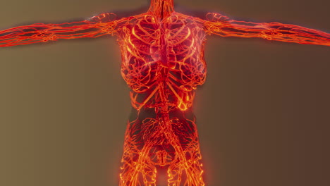 analysis-of-human-blood-vessels-anatomy-scan